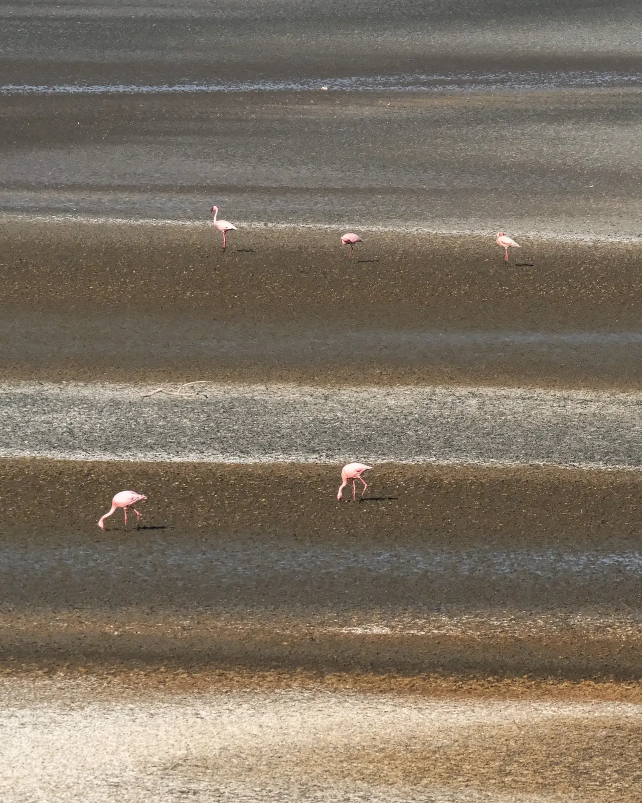Flamingos scattered across alternating bands of shallow water and exposed ground at Lake Natron.