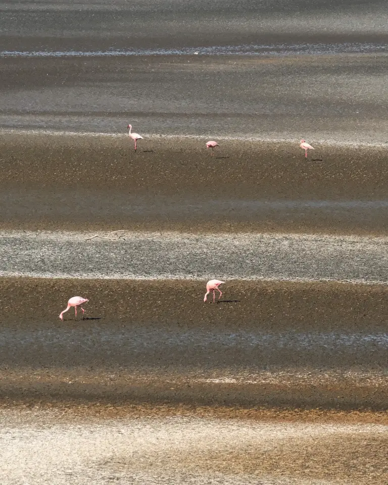 Flamingos scattered across alternating bands of shallow water and exposed ground at Lake Natron.