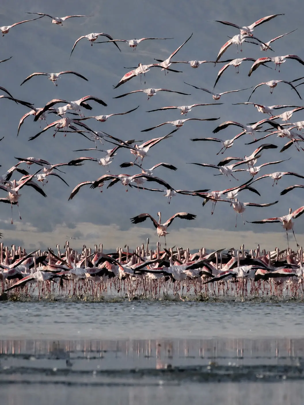 Flamingos in flight above a gathering on Lake Natron.