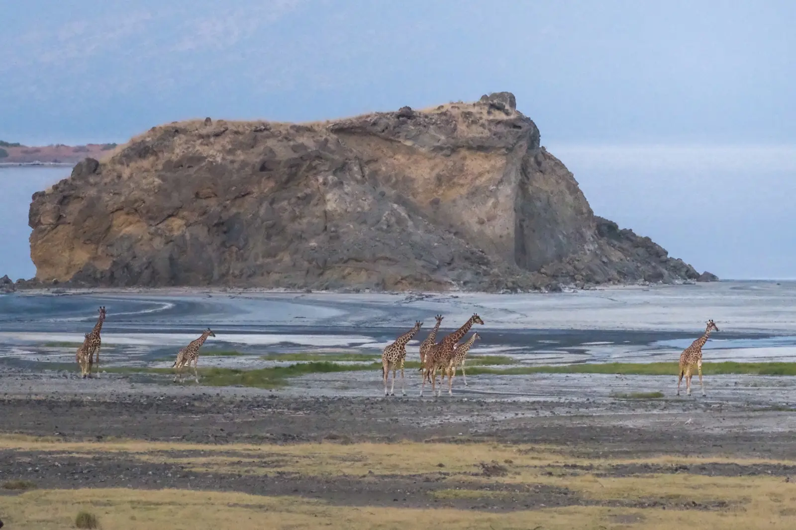 Giraffes moving across the flats below a rocky outcrop near Lake Natron.